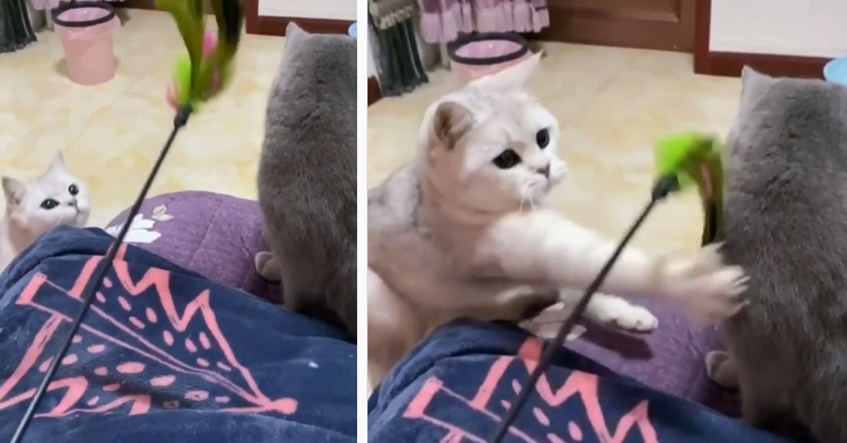 Gattini “litigano” e il video in slow-motion fa il giro del web