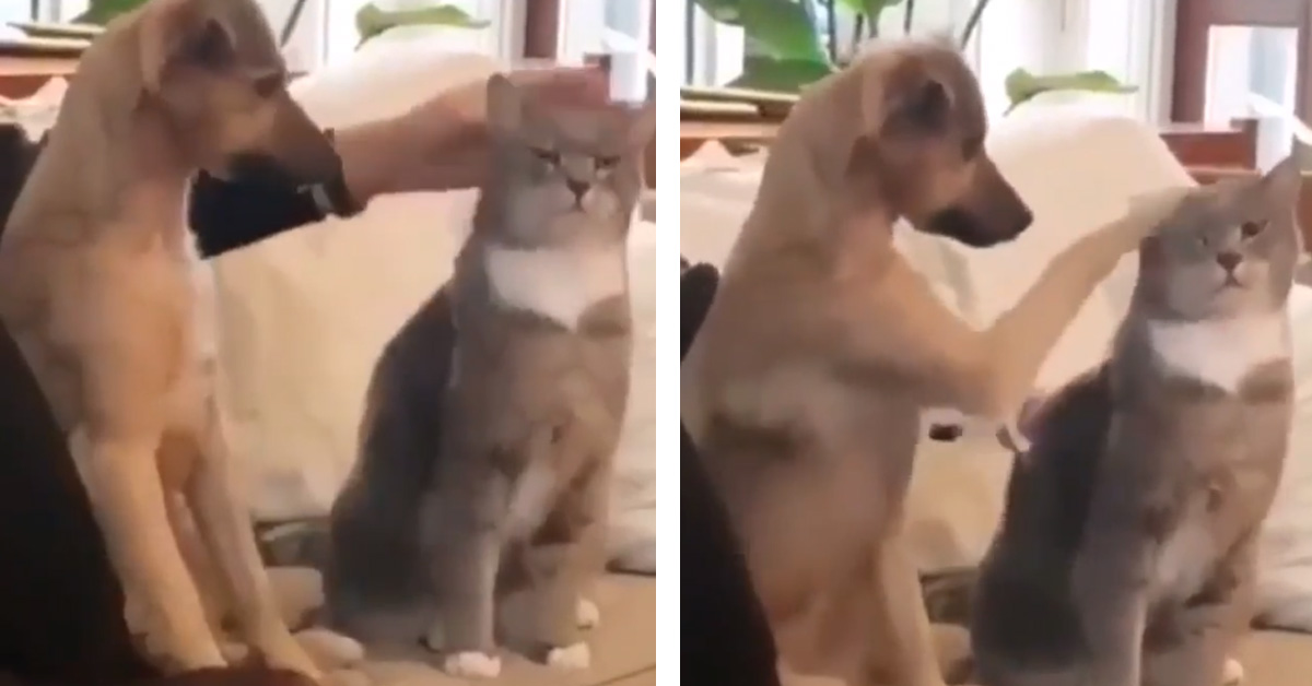 Gattino-accarezzato-da-un-cane-il-video-della-sua-reazione1