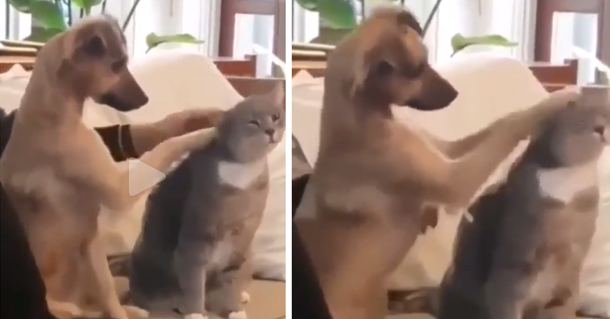 Gattino-accarezzato-da-un-cane-il-video-della-sua-reazione2