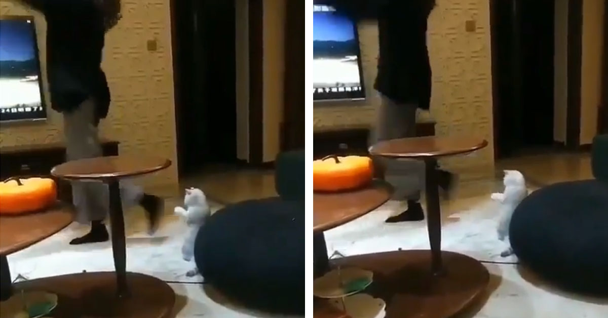 Gattino ballerino imita la sua proprietaria che balla e il video fa il giro del web