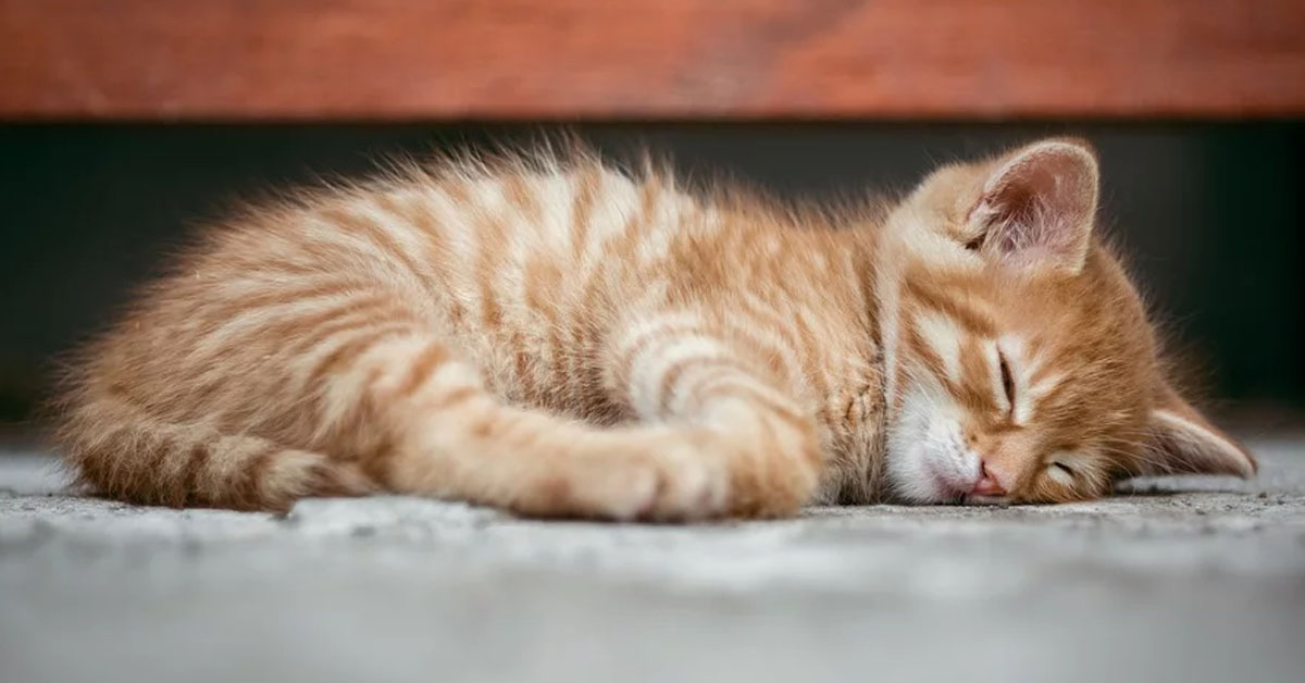 Gattino dorme