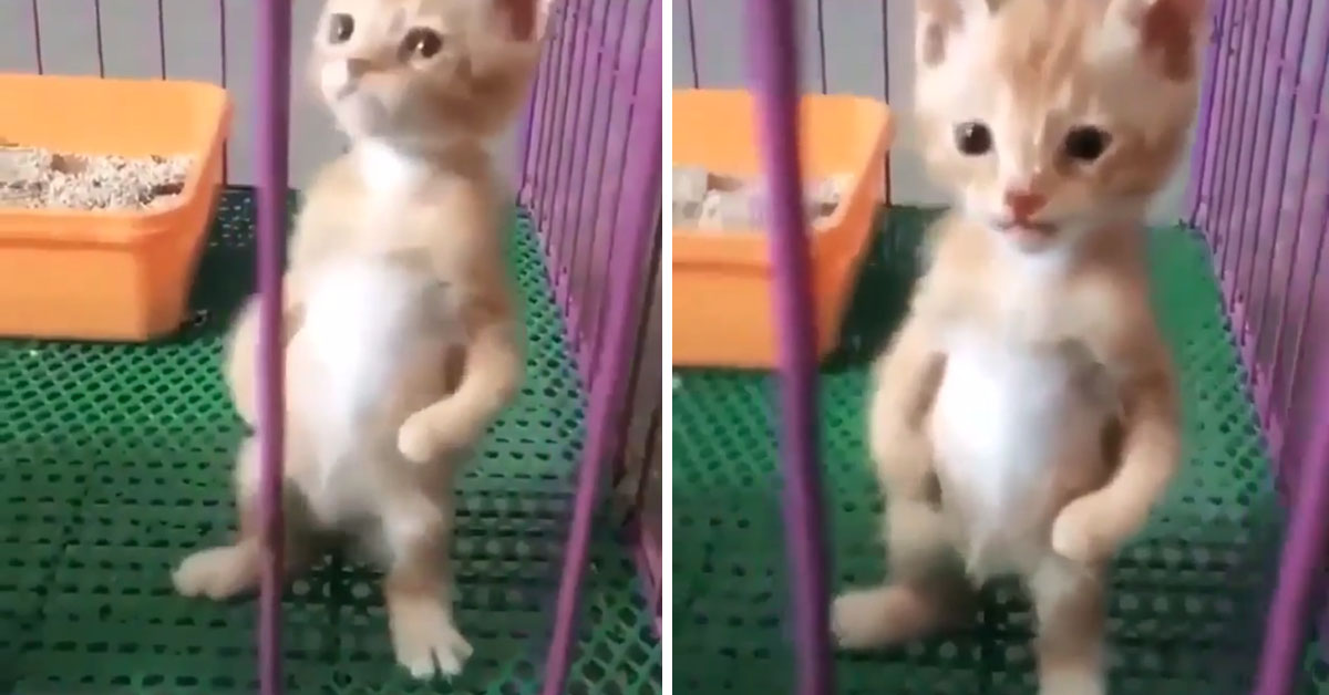 Gattino cammina su due zampe e il video diventa virale