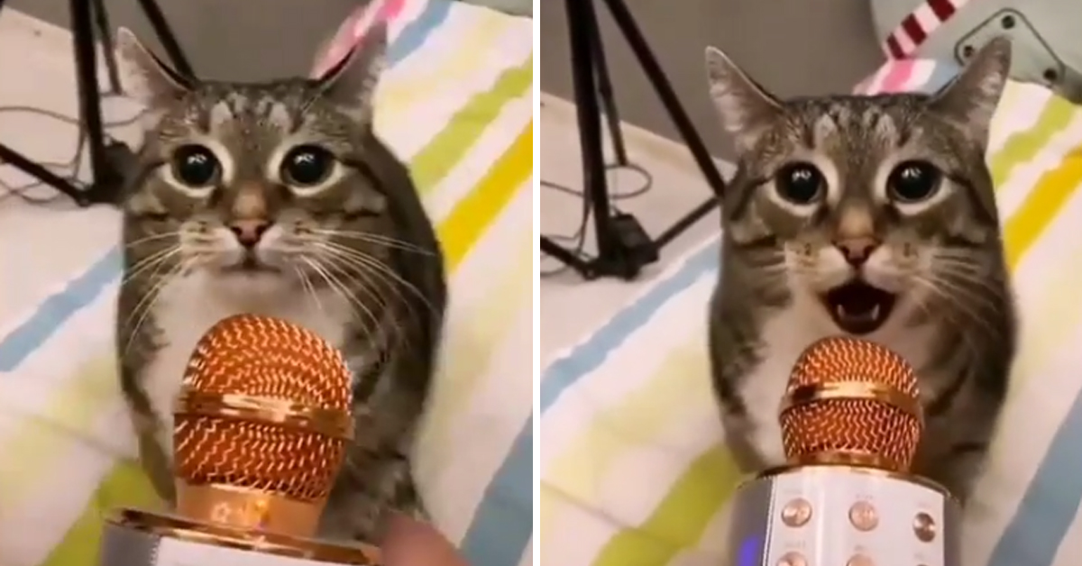 Gattino “canta” al microfono e il suo video fa il giro del web