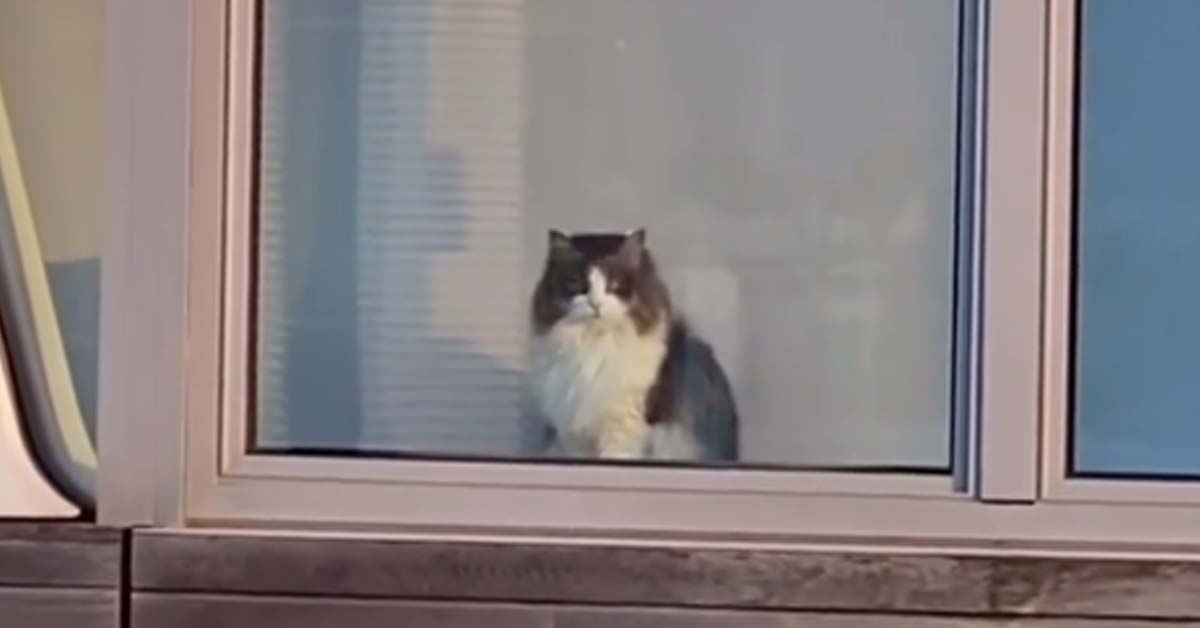 Gattino curiosone si affaccia durante il flash mob di Chiara Ferragni: Il video diventa virale