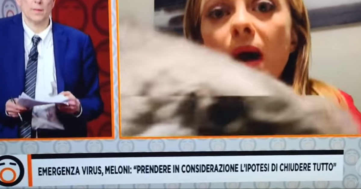 Gattino della Meloni interrompe diretta tv (video)
