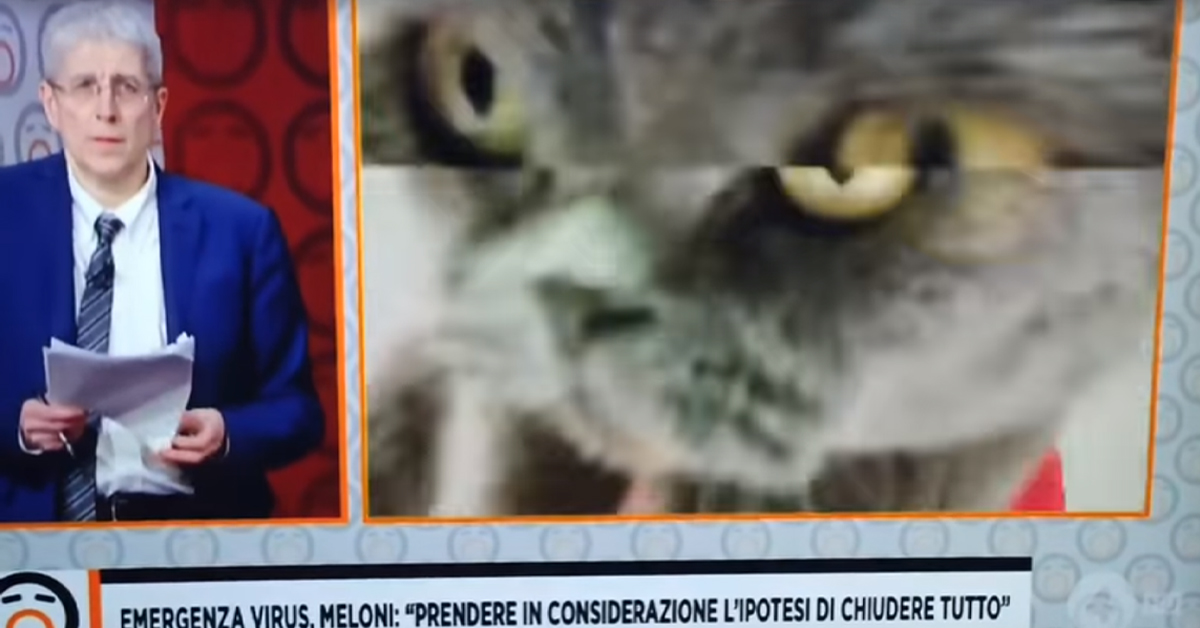 Gatto della Meloni