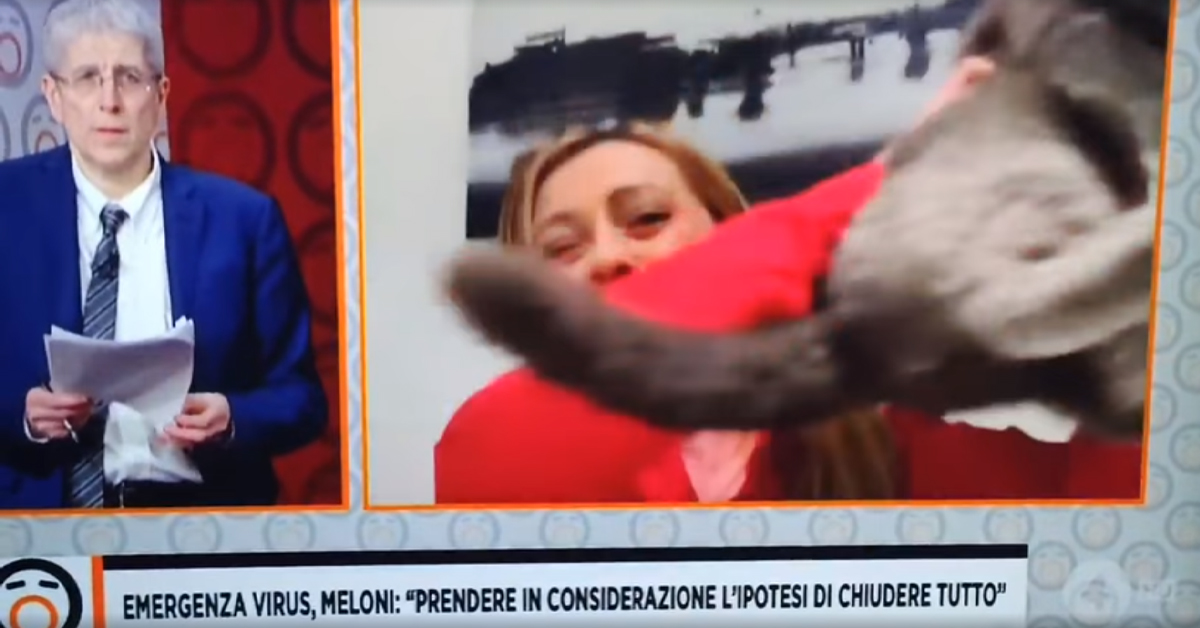 Gatto della Meloni