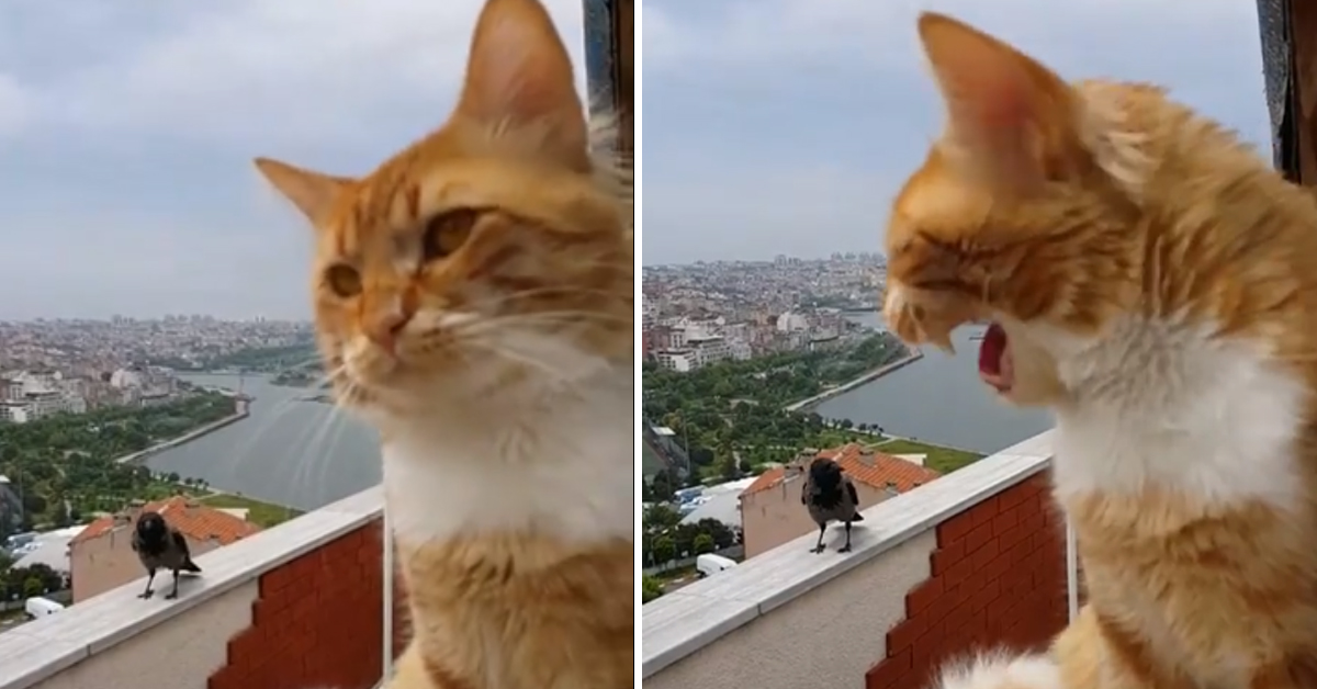 Gattino “dispettoso” conversa con una cornacchia e il video fa il giro del web