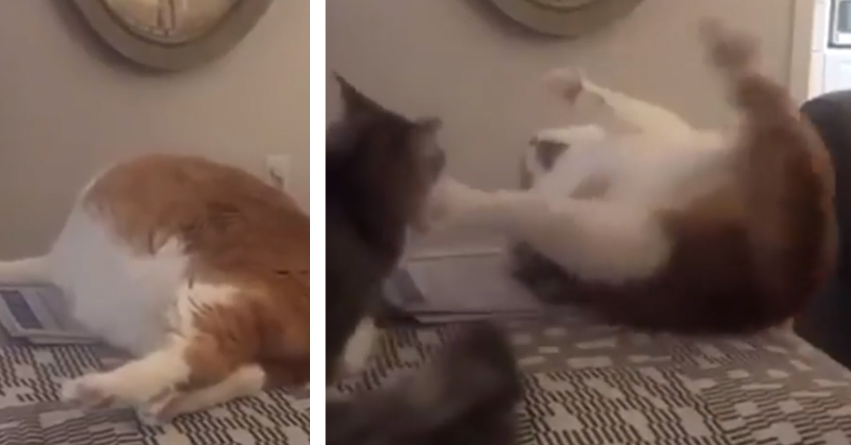 Gattino “grassottello” rotola giù dal tavolo e il video fa il giro del web