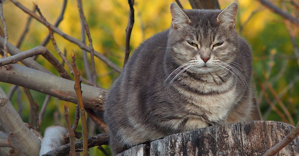 Gatto che si riposa