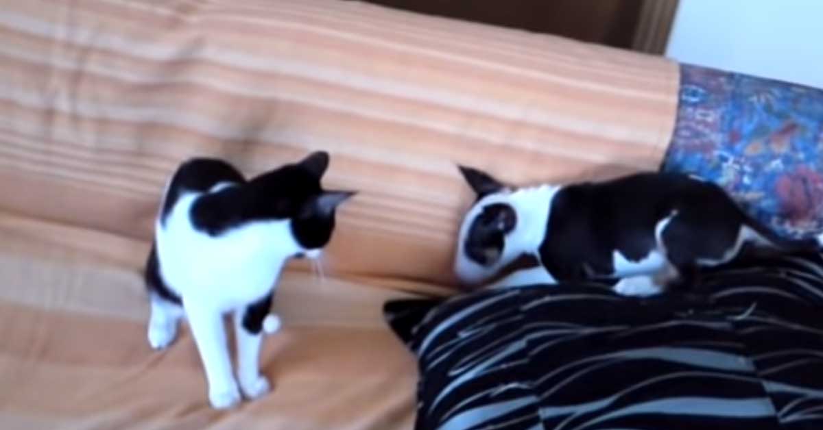 Gattino “lotta” con cucciolo di Bull Terrier e il loro video diventa virale