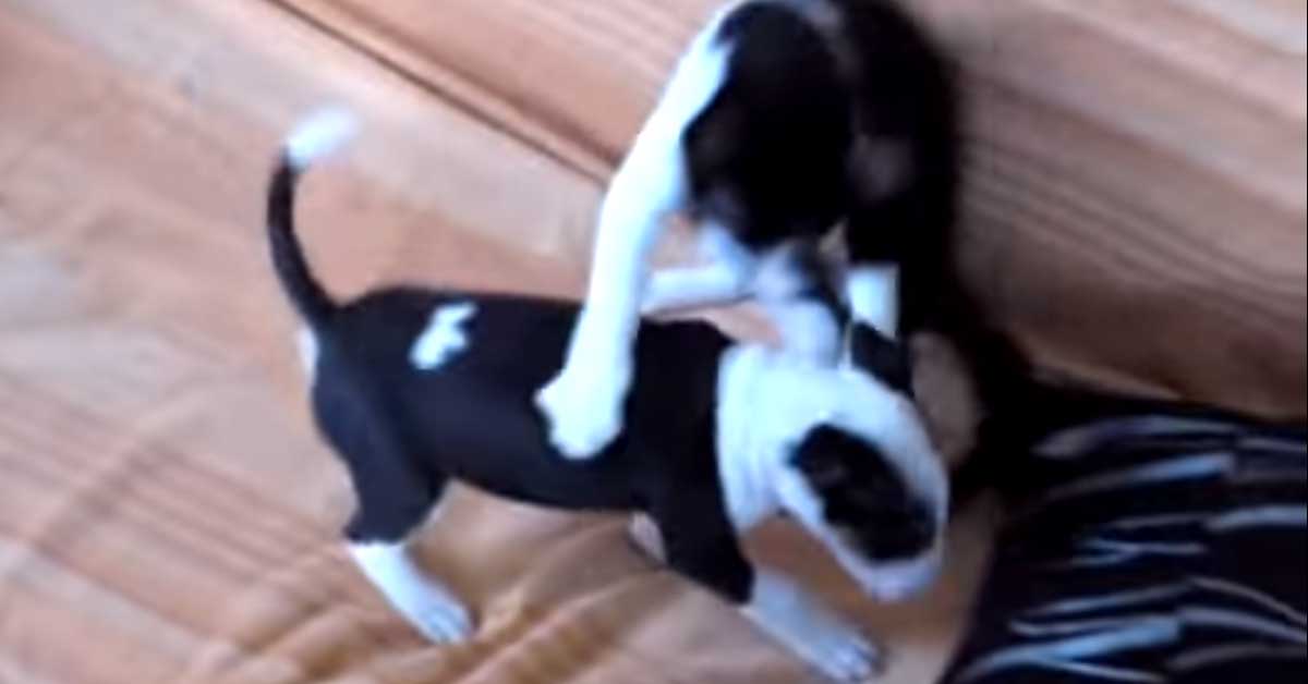 Gattino lotta con cucciolo di Bull Terrier
