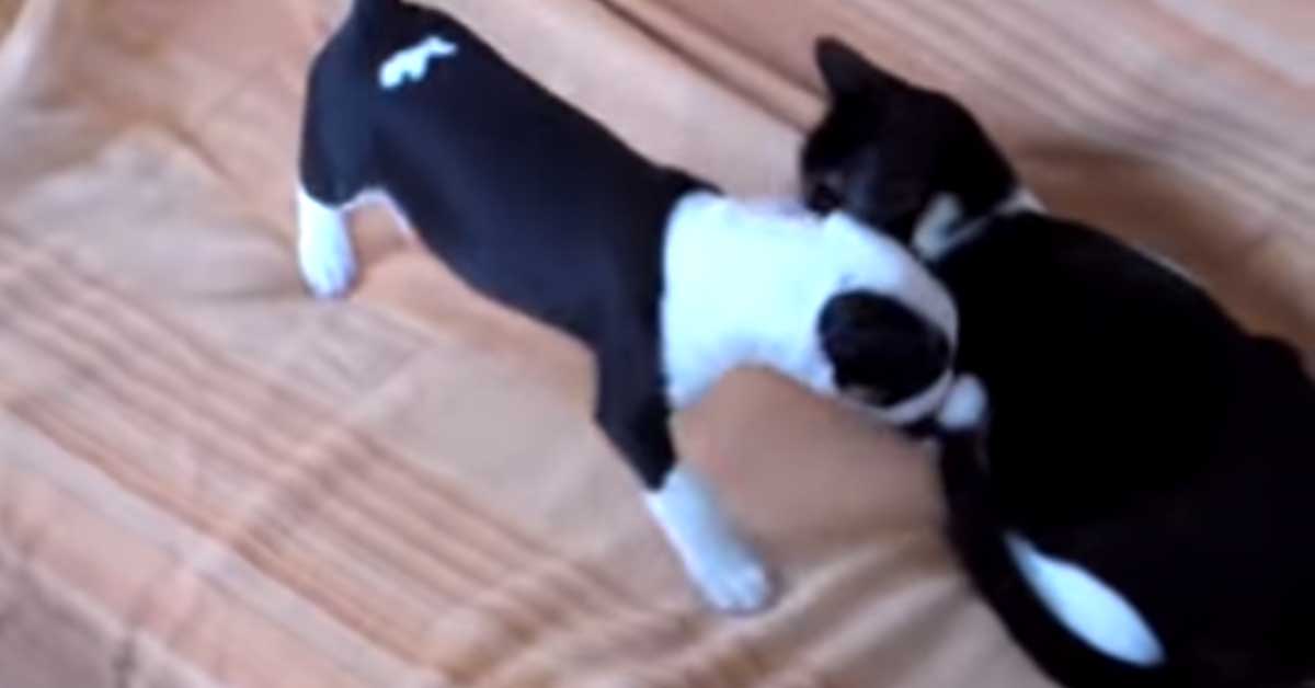 Gattino lotta con cucciolo di Bull Terrier