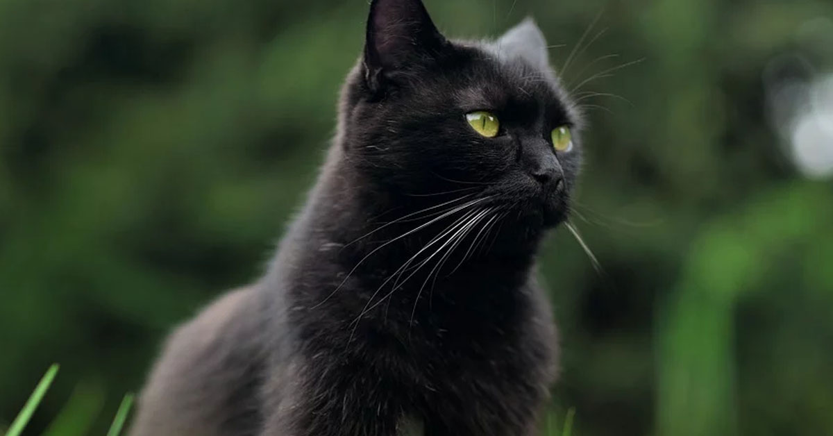 Gatto nero che osserva