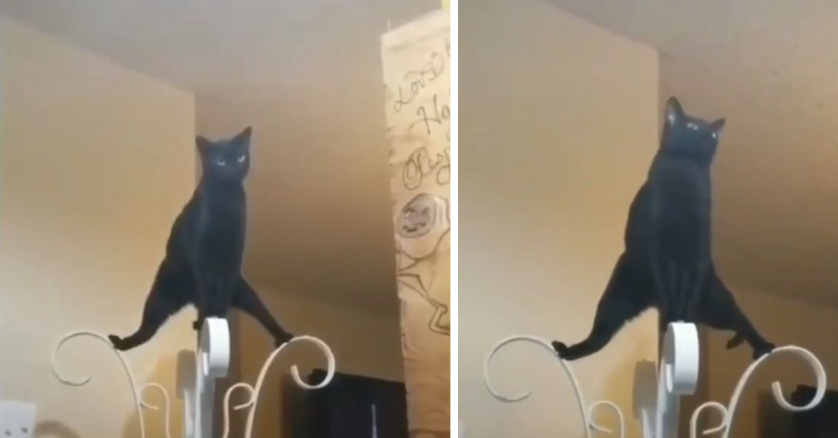 Gattino nero diventa virale grazie alle sue pose buffe (video)