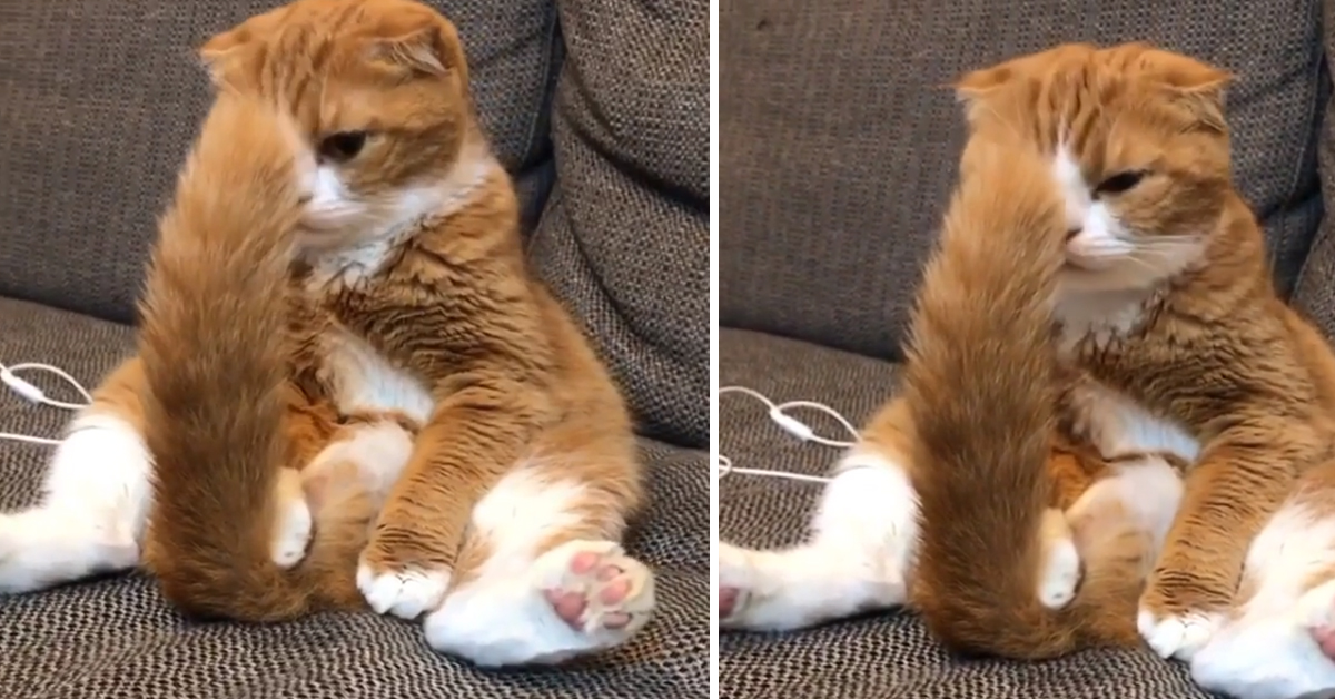 Gattino rosso non riconosce le propria coda e il video fa il giro del web