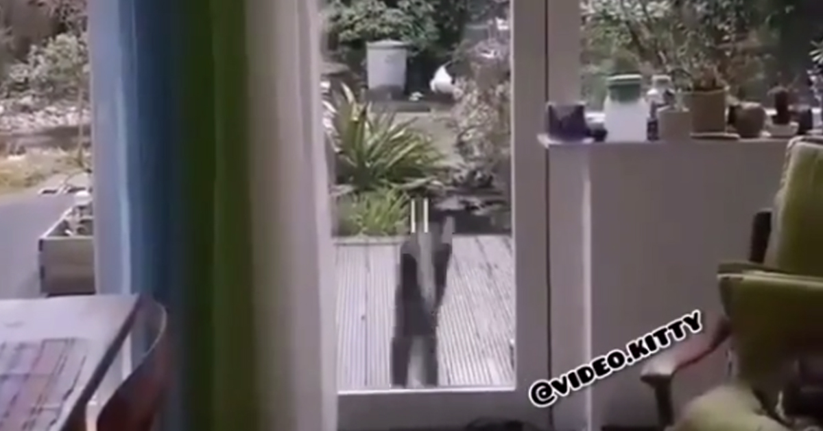 Gattino che salta