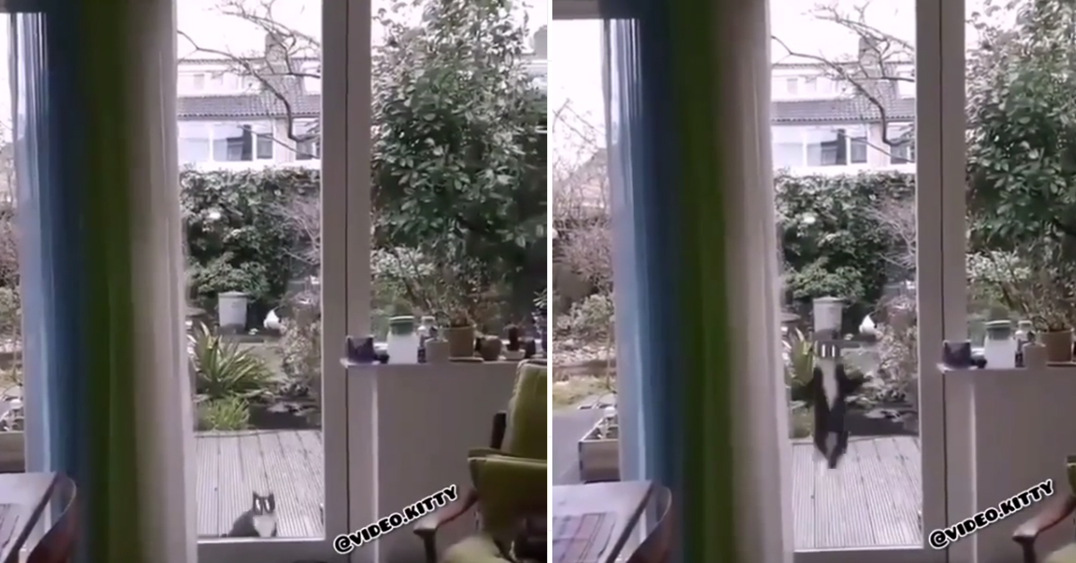 Gattino salta per entrare in casa: il video fa il giro del web