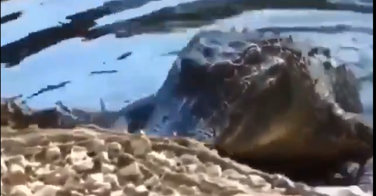 Gattino “sfida” un alligatore senza paura (VIDEO)
