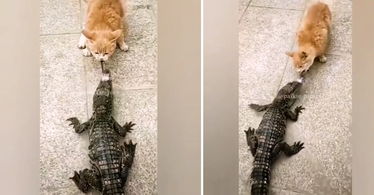 Gattino si contende il cibo con un cucciolo di alligatore (video)