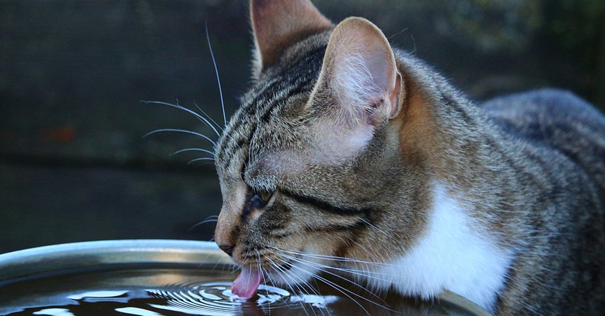 Gatto che osserva