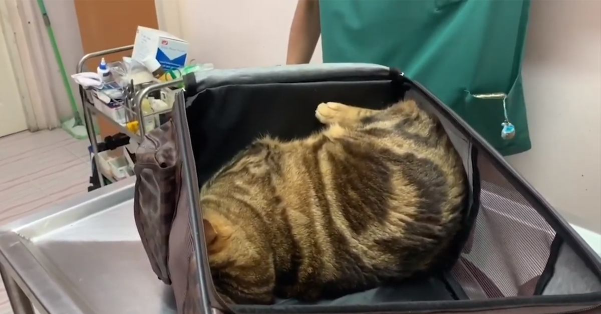 Gattino si finge senza vita per evitare la visita dal veterinario (video)
