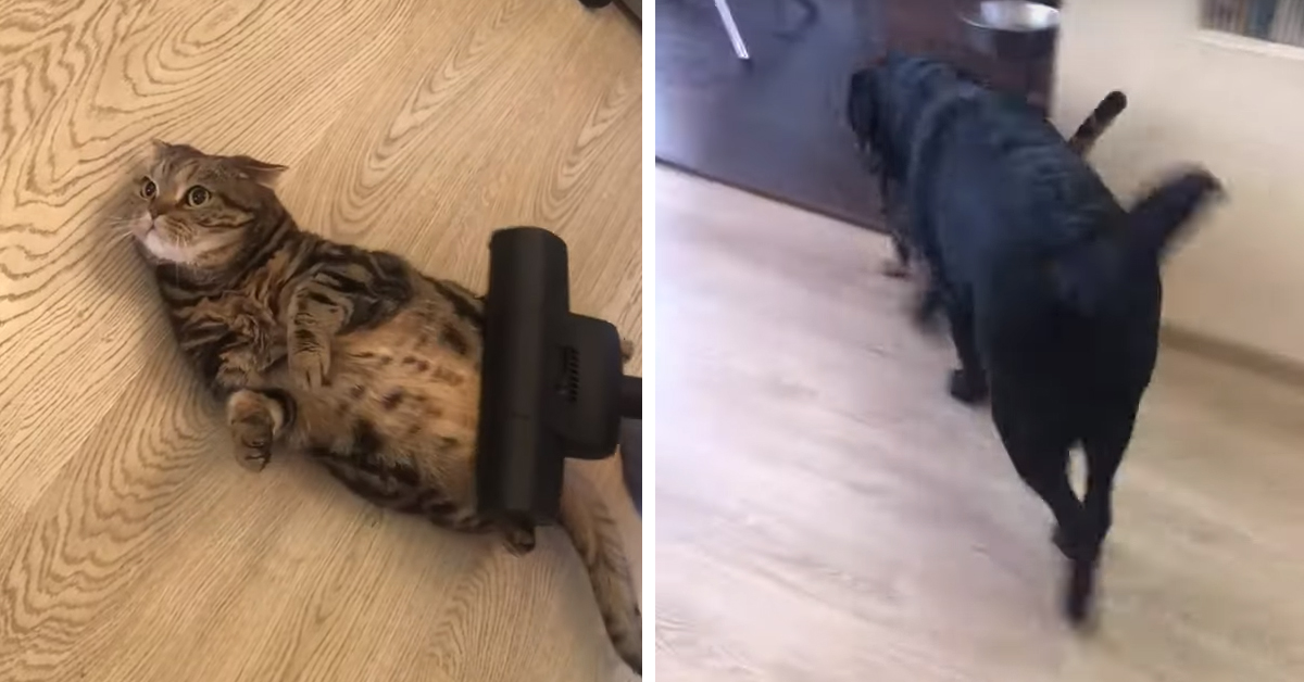 Gattino si gode il massaggio dell’aspirapolvere mentre il cane ne è terrorizzato (video)