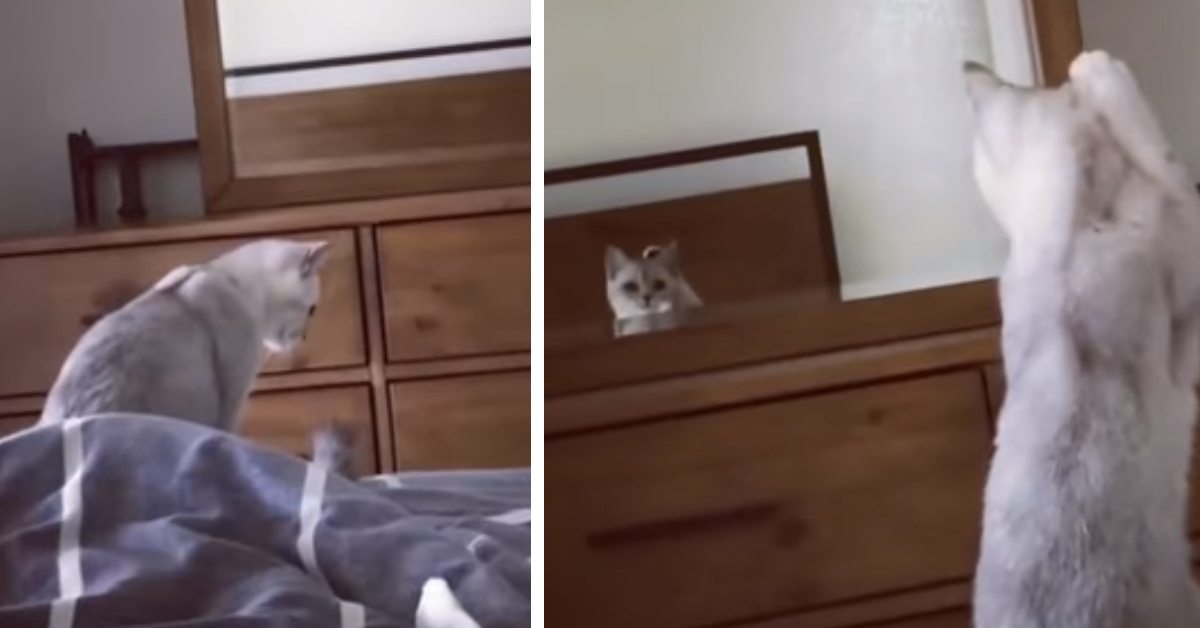 Gattino si guarda allo specchio e reagisce in maniera inaspettata (video)