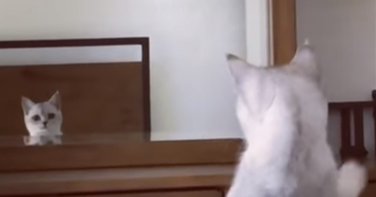Gatto si guarda allo specchio