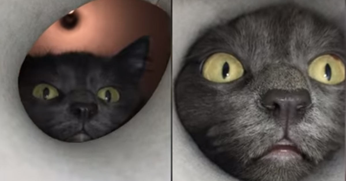 Gattino siberiano fa il giro del web: il video virale