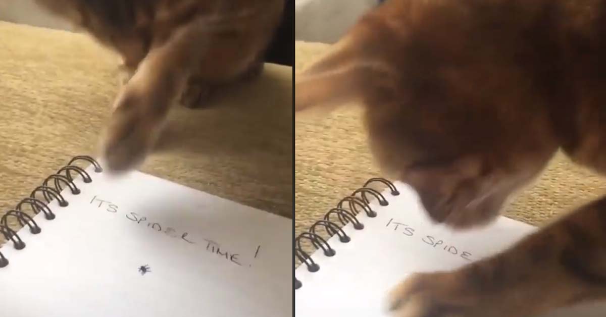 Gattino vede il disegno di un ragno: il video della sua reazione