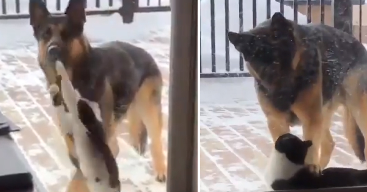 Gattino vuole abbracciare il suo amico cane e il video fa il giro del web