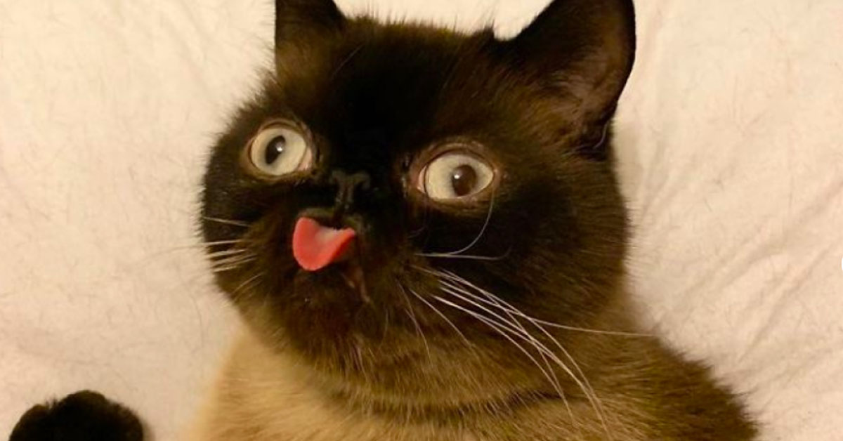 Ikiru, il gattino che fa la linguaccia che è una star di Instagram (video)