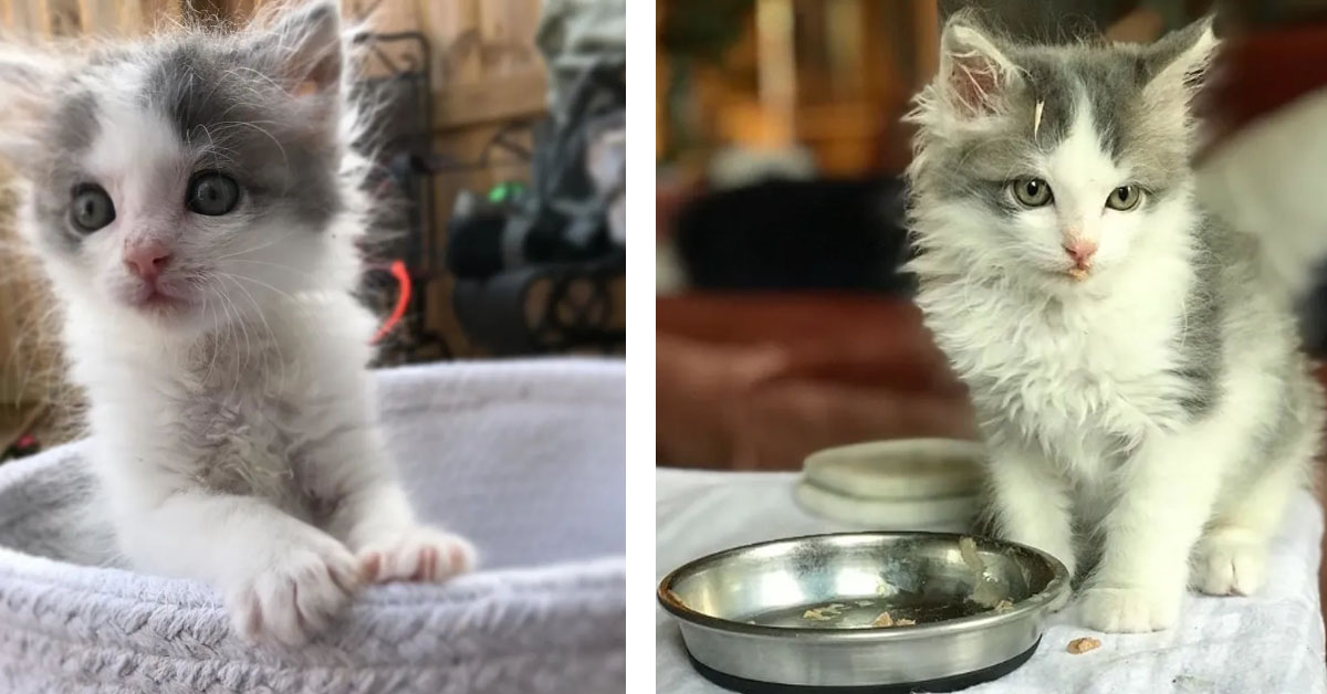 Il gattino trovato in condizioni critiche e salvato dal suo angelo custode (foto e video)