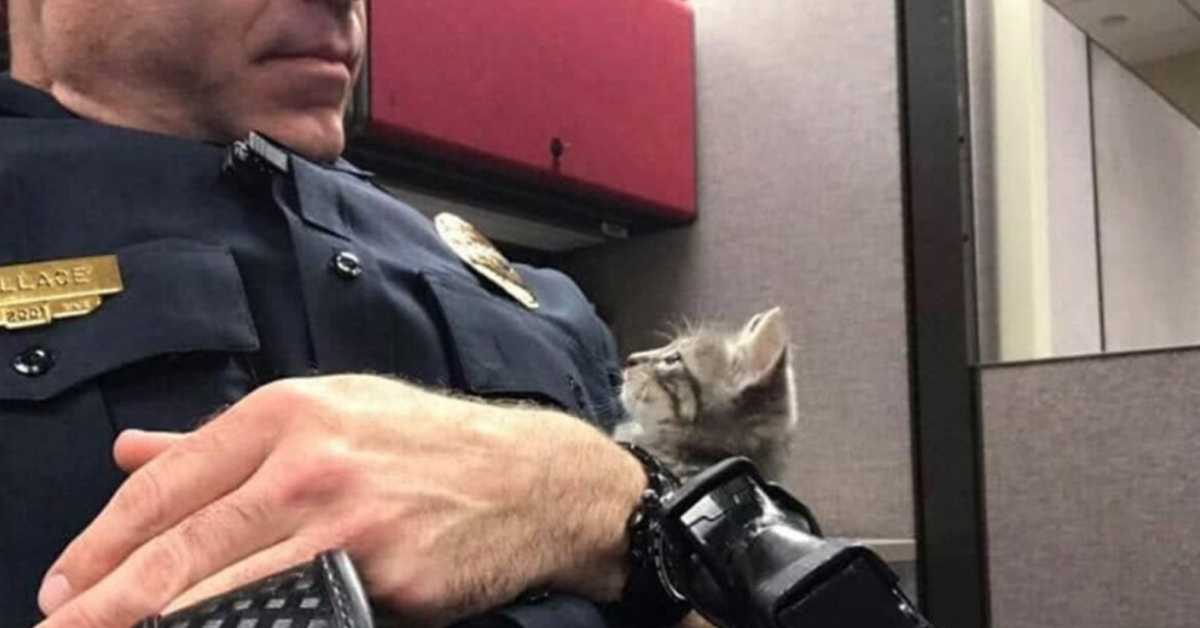 Kelsey, il gattino che ha rubato il cuore di un poliziotto (foto)
