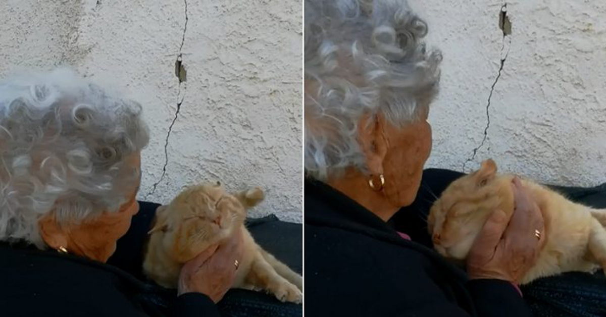 Gattino con anziana