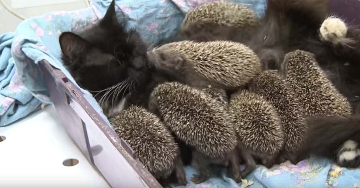 Muska, la gattina che ha adottato otto ricci orfani (video)