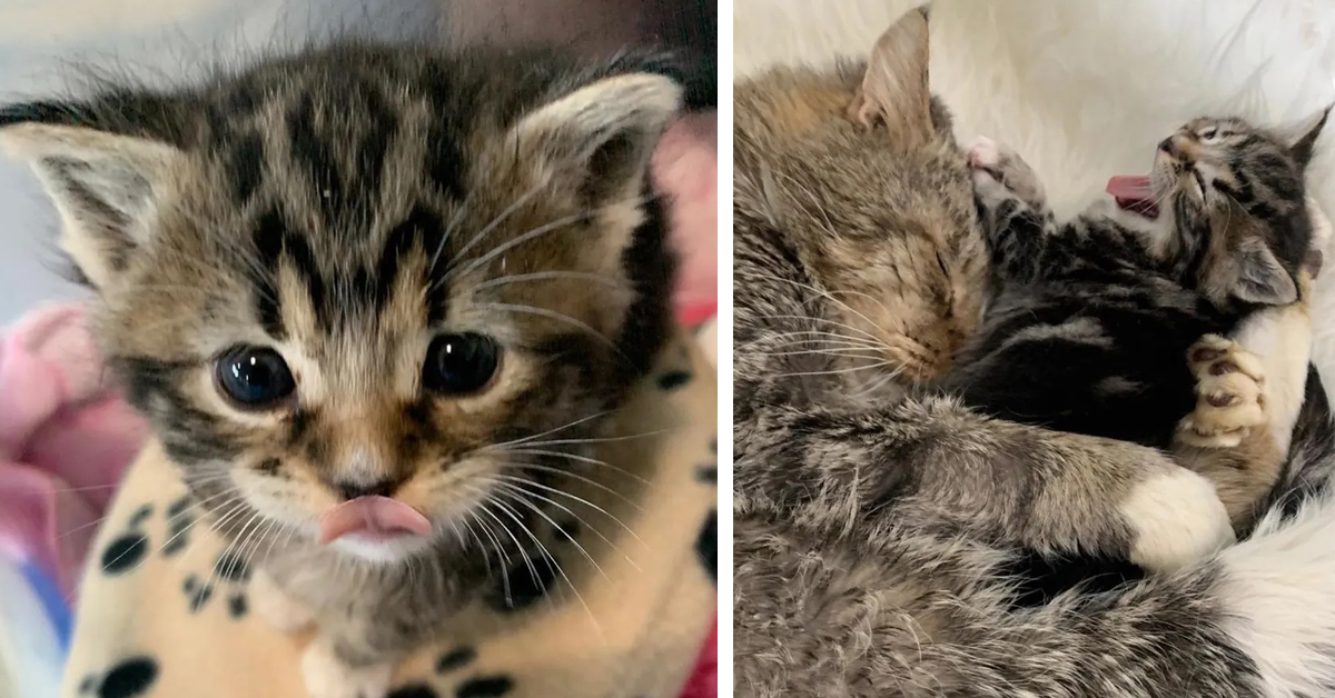 Noel, il gattino che dopo molte sofferenze ha trovato la felicità grazie ad un altro felino (video)