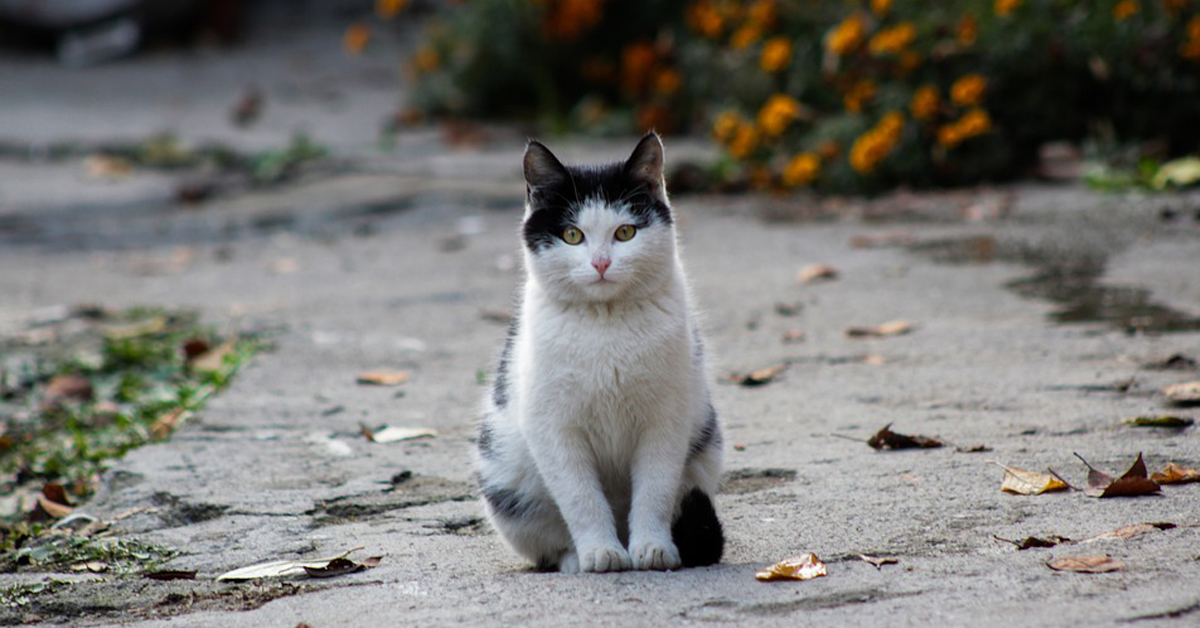 Gatto che osserva