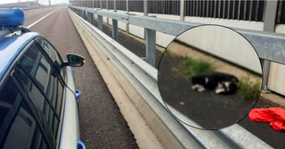 Gattino in autostrada