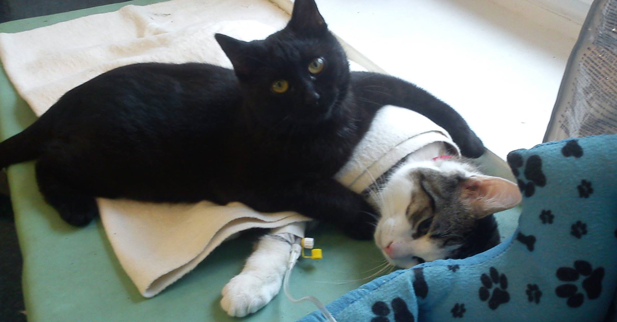 Rademenes, il gattino infermiere che dà supporto agli animali malati (video)