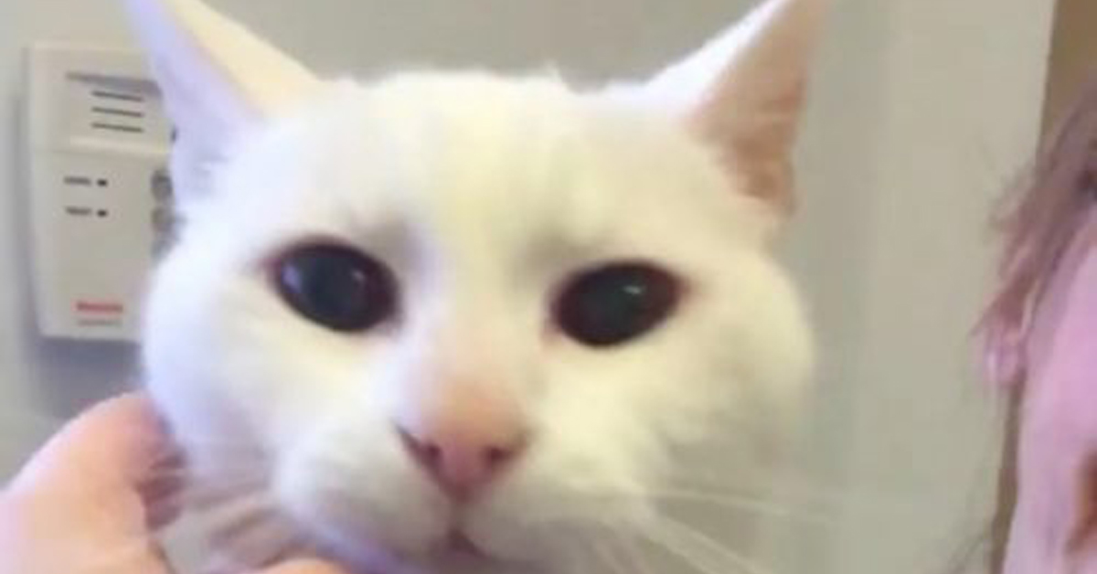 Gatto bianco che osserva