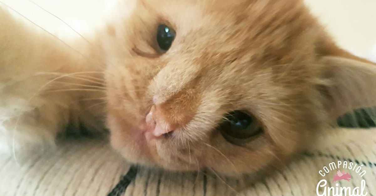 Romeo, il gattino abbandonato perché troppo “brutto” che ora è finalmente felice (video)