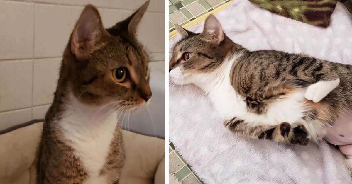Roo, il gattino senza le zampe anteriori che ha imparato a camminare da solo