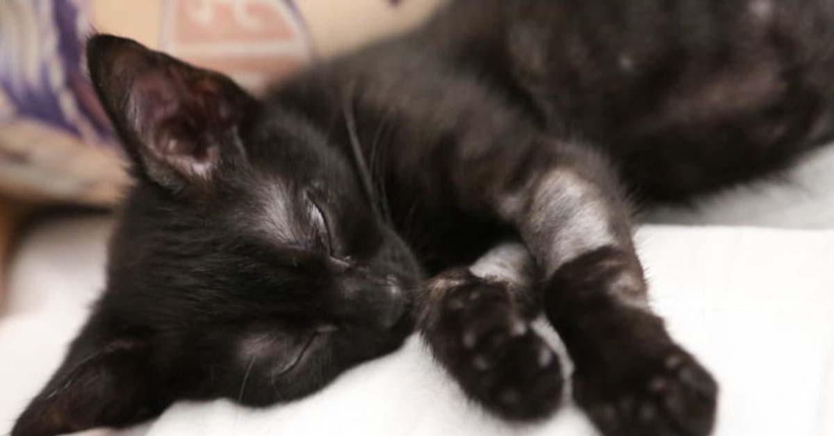 Gatto nero che dorme