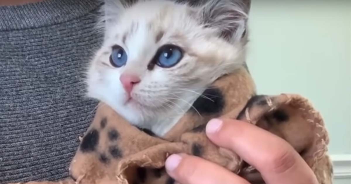 Sugar, il gattino terrorizzato dal passato che ha incontrato il suo angelo custode (video)