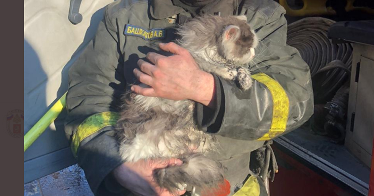 Micio, il gattino salvato dall’incendio a Milford
