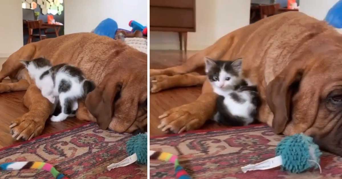 Wendy, il gattino salvato dall’amicizia con un gigantesco Dogue de Bordeaux (video)