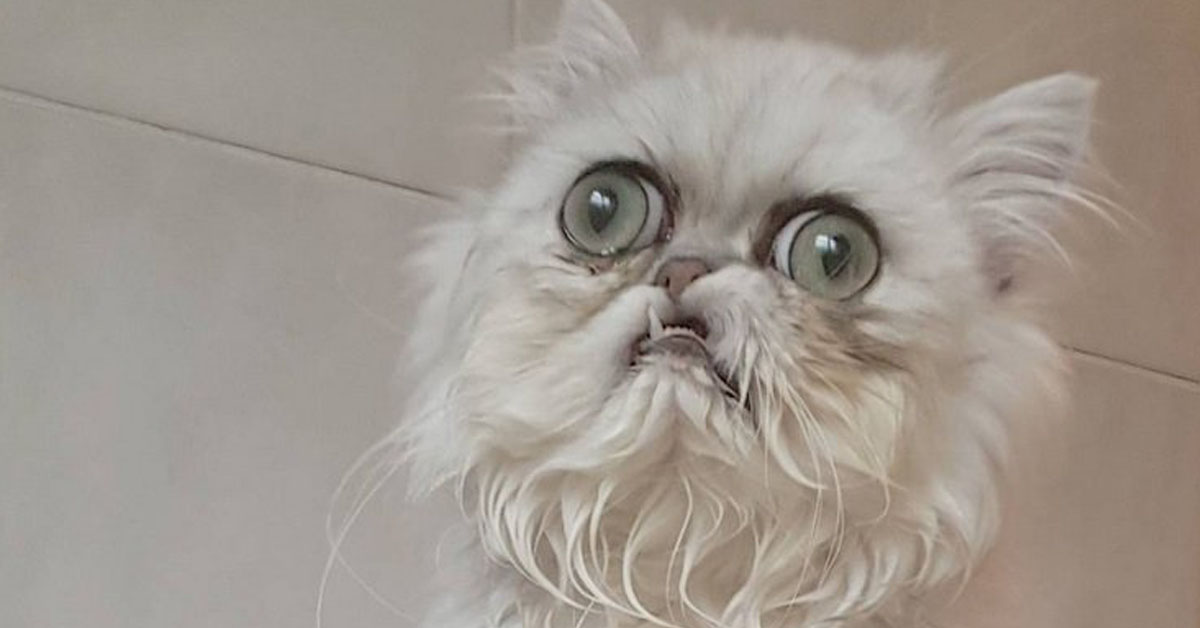 Wilfred, il gattino persiano che ha conquistato Instagram (video)