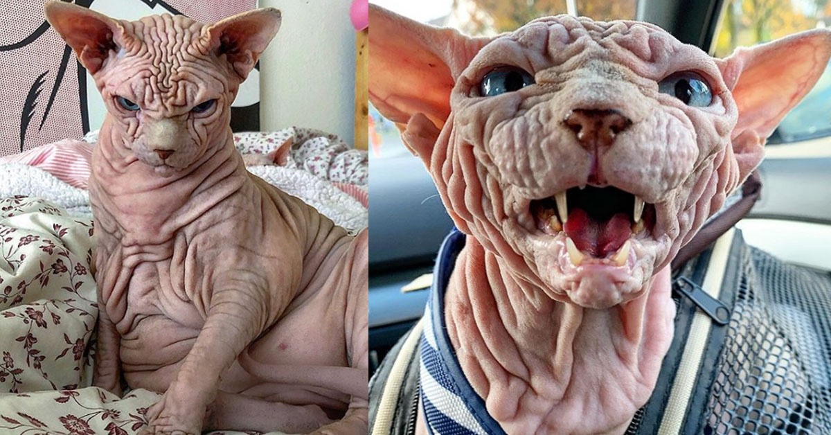 Xherdan, il gattino Sphynx “arrabbiato” che in realtà è dolcissimo (video)